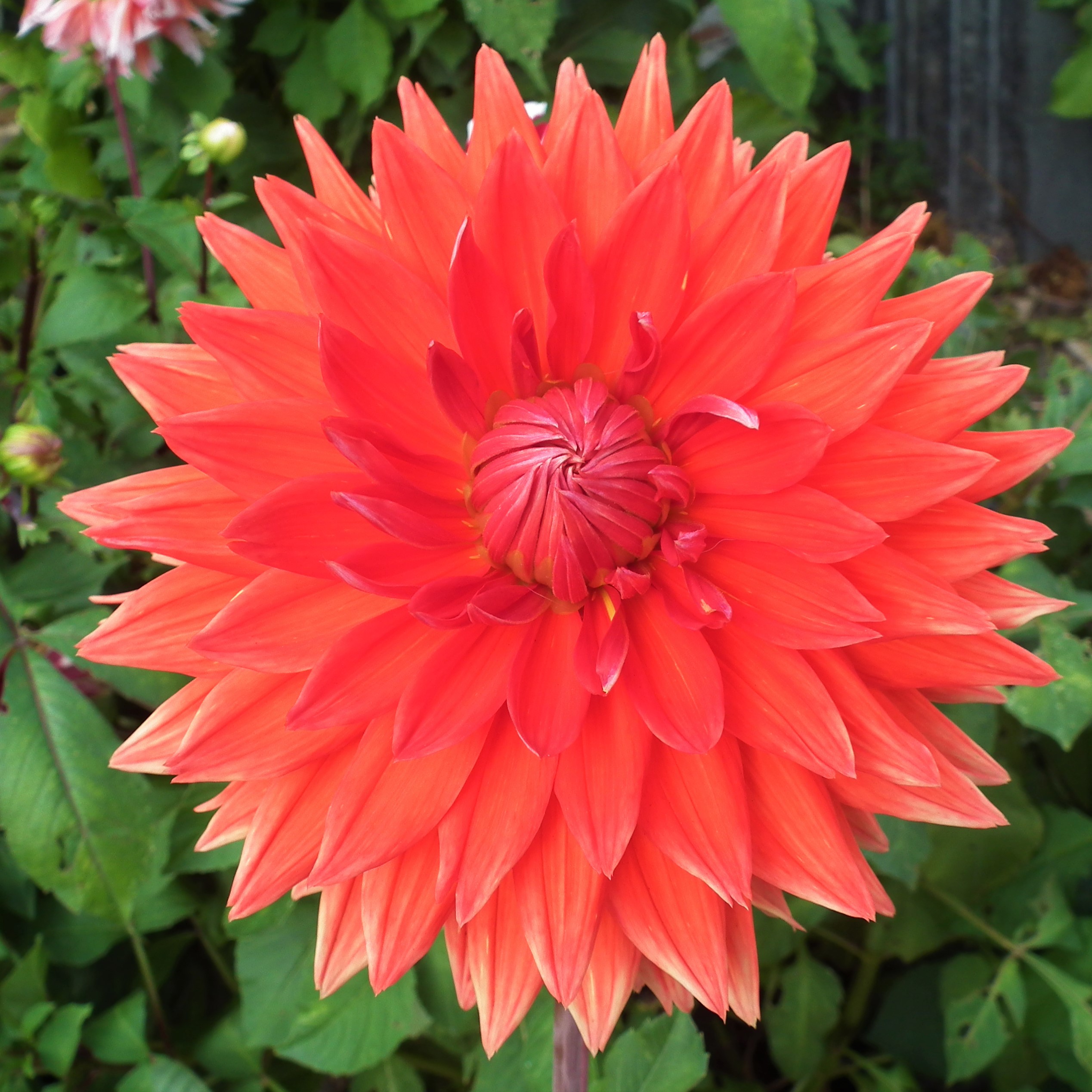 Dahlia Parkland Glory
